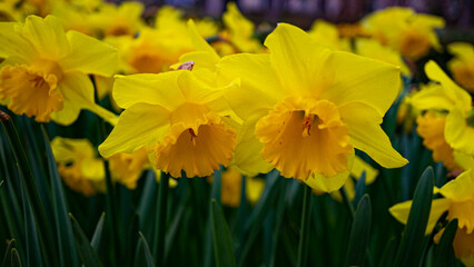 narcisos amarillos