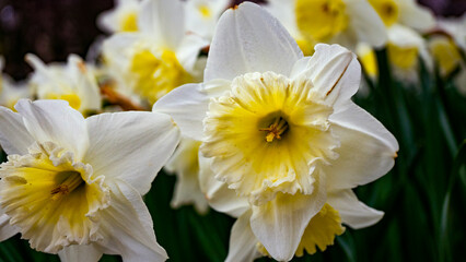 narcisos blanco con amarillo