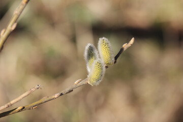Palmk&auml;tzchenast