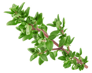 Thyme isolated on white background, full depth of field, clipping path