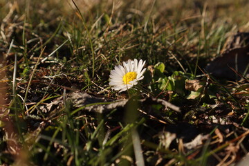G&auml;nsebl&uuml;mchen im Gras