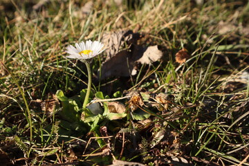 G&auml;nsebl&uuml;mchen in der Natur