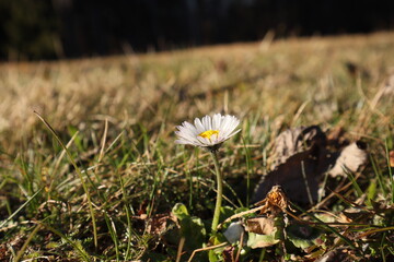 G&auml;nsebl&uuml;mchen auf der Wiese