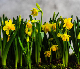 Interior composition with yellow daffodils