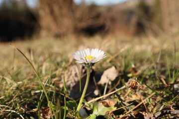 G&auml;nsebl&uuml;mchen 