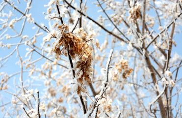branches of a tree in hoarfrost against the blue sky, spring.