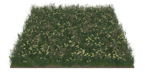 Corn marigold area ground garden