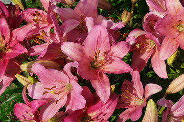 Blooming pink lilies in the garden. A field of lilies