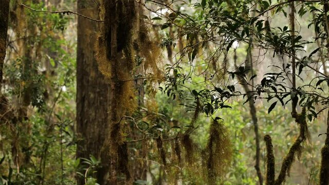 Moss hanging on trees in the cloud forest Costa Rica mist and fog magical ecosystem 