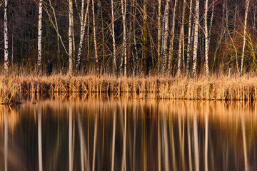 Dry sedge grass next to a lake in the Autumn. Golden sedge grass in the fall in the sun. The Nordic Nature background.