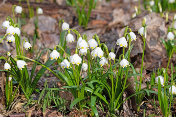 Blühende Märzenbecher, Leucojum vernum, im Frühling