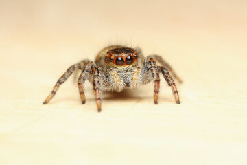 Carrhotus xanthogramma is a species of 'jumping spiders' 