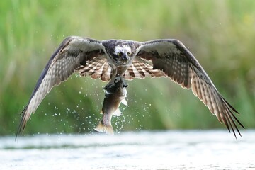 Osprey with Rainbow trout