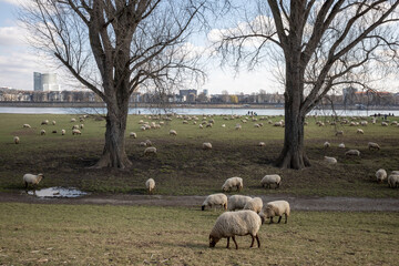 Obraz premium Group of Sheep grazing on natural meadow under shade of big trees on riverside of Rhine River and background of cityscape in Düsseldorf, Germany.