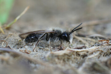 Closeup of a male of the endangered dawn mining bee , Andrena nycthemera posed on the ground waiting for the next stroke of sun