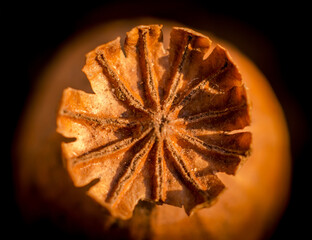 Poppy head in warm sunlight. Top view. Dry poppy pod. Narcotic potion