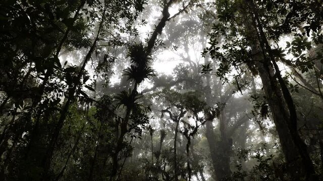 humid cloud forest in mountains Costa Rica mystic landscape trees full of moss and bromeliacea