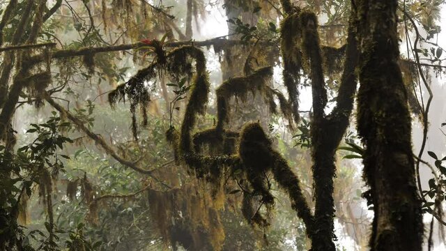 mossy branches Costa Rica cloud forest full of fog humid environment 