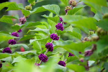 A purple Callicarpa americana plant.
