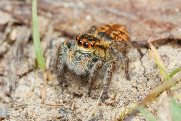 Carrhotus xanthogramma 