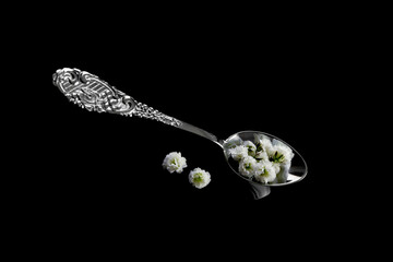 Small white flowers in a metal spoon on a black background. Isolate on black. Place for your text. High quality photo
