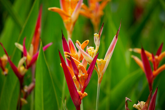 A close up of a red, yellow, orange, pink with green stem and leaf Heliconia Psittacorum plant.