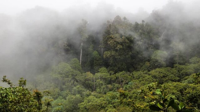 mist over the cloud forest Costa Rica ecosystem tropical wilderness san gerardo valley 