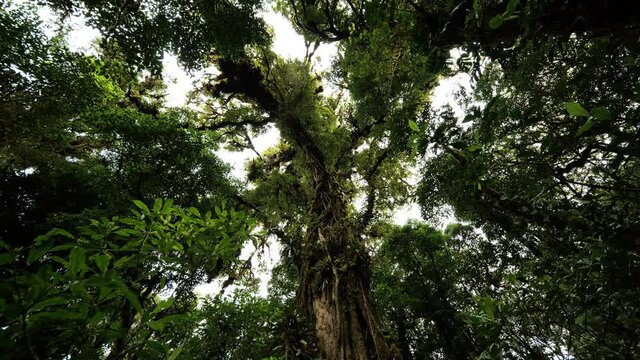 Giant tropical oak tree full of mosses bromeliacea and other plants underneath view Costa Rica