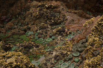 Low tide exposing sea anemone at cape scott provincial park in BC Canada