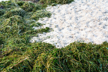 Green algae lie on sandy beach of river