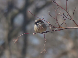 Sparrow sitting for a portrait