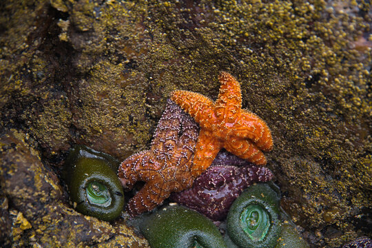 close up of Several orange and purple sea stars of the species Pisaster ochraceus hang from giant mussels on the wall of Cape Scott Provincial at low tide.