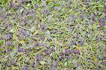 Medicinal herb Thymus vulgaris (dry Thyme ordinary).