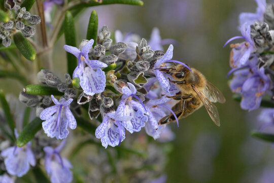 Insecte Romarin Afbeeldingen over Aromes – Blader in stockfoto's, vectoren en video's ...