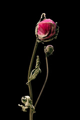 Dried peony. Isolated on a black background dry flower with crumpled parts of dry leaves and petals with a part of dry stem. Herbarium of ordinary flowers improperly dried.