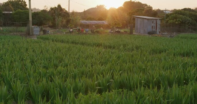 Gladiolus farm with sunlight in countryside