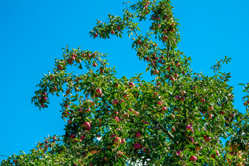 Apple tree branches with ripe red apples over blue sky. Summer fruits harvest. 