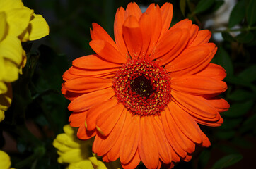 A macro shot of an orange gerbera (gerbera viridifolia) in the sun.