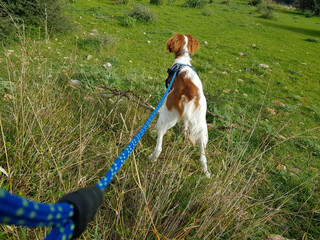 Spaniel breton