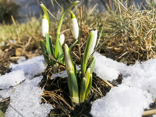 snowdrops in snow