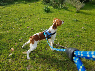 Spaniel breton