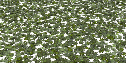 Tree spilled green parthenocissus leaves on white background