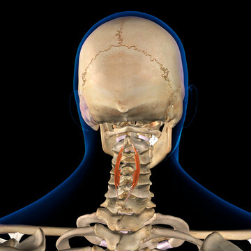 3D Rendering of Male Spinalis Cervicis Neck Muscles in Isolation on Skeleton