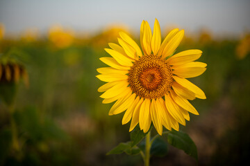 Portrait of Sunflower