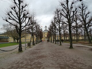 Avenue with trees for pedestrians in winter