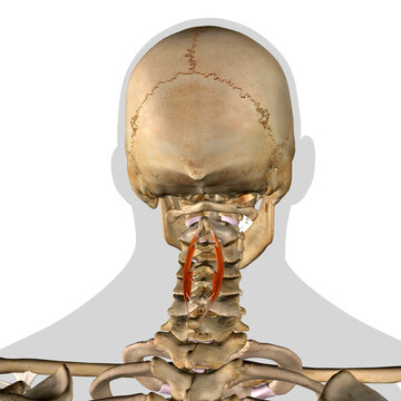 3D Rendering of Male Spinalis Cervicis Neck Muscles in Isolation on Spine and Skull