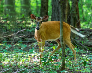 A white tailed  deer doe shows awareness of possible danger in a forest by stamping rear leg and holding tail out straight