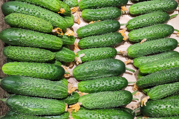 green fresh cucumbers close up