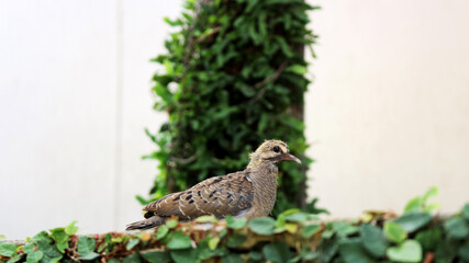 Tired dove