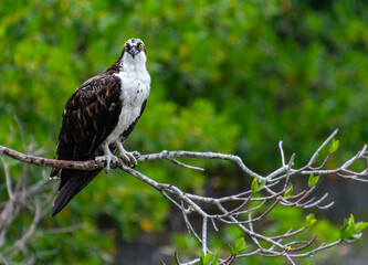 An osprey perched on a branch over water in a mangrove swamp